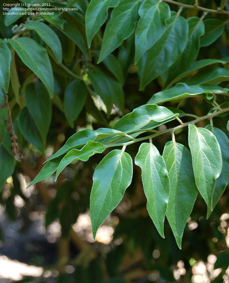 انگور فرنگی سیلان یا کیتمبیلا